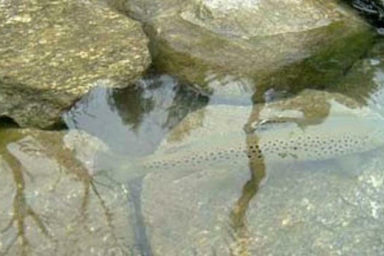 Bilocale A Due Passi Dal Gran Paradiso Locana